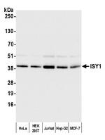 ISY1 Polyclonal Antibody