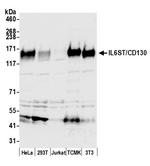 GP130/CD130 Polyclonal Antibody