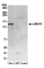 LIMCH1 Polyclonal Antibody