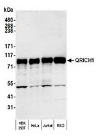 QRICH1 Polyclonal Antibody