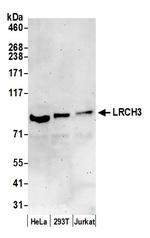 LRCH3 Polyclonal Antibody