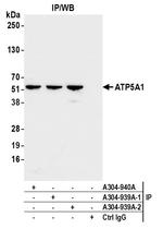 ATP5A1 Antibody in Immunoprecipitation (IP)