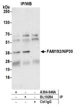 FAM192A/NIP30 Antibody in Immunoprecipitation (IP)