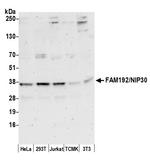 FAM192A/NIP30 Polyclonal Antibody