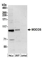 MOCOS Polyclonal Antibody