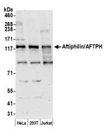Aftiphilin/AFTPH Polyclonal Antibody