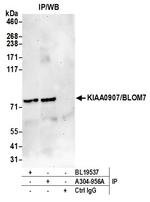 KIAA0907/BLOM7 Polyclonal Antibody