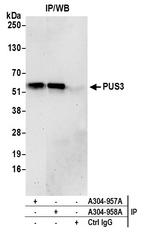 PUS3 Polyclonal Antibody