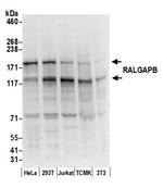 RALGAPB Polyclonal Antibody