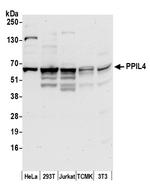 PPIL4 Polyclonal Antibody