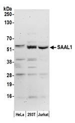 SAAL1 Polyclonal Antibody