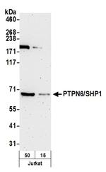 PTPN6/SHP1 Antibody in Western Blot (WB)
