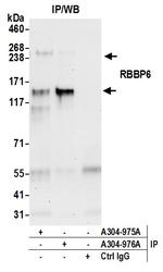 RBBP6 Antibody in Immunoprecipitation (IP)