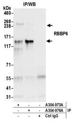 RBBP6 Polyclonal Antibody