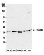PSMD9 Antibody in Western Blot (WB)