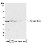 Nucleoredoxin/NXN Polyclonal Antibody