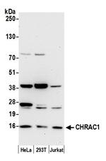 CHRAC1/CHRAC15 Polyclonal Antibody