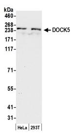 DOCK5 Polyclonal Antibody