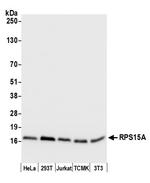 RPS15A Antibody in Western Blot (WB)