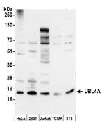 UBL4A Polyclonal Antibody