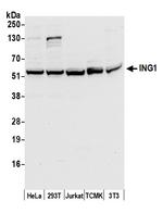 ING1 Antibody in Western Blot (WB)