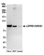 LEPRE1/GROS1 Polyclonal Antibody