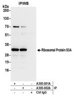 Ribosomal Protein S3A/RPS3A Antibody in Immunoprecipitation (IP)