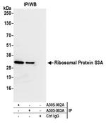 Ribosomal Protein S3A/RPS3A Antibody in Immunoprecipitation (IP)