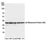 Ribosomal Protein S3A/RPS3A Antibody in Western Blot (WB)