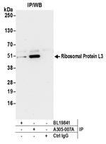 Ribosomal Protein L3/RPL3 Antibody in Immunoprecipitation (IP)