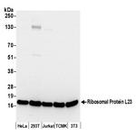Ribosomal Protein L23/RPL23 Polyclonal Antibody