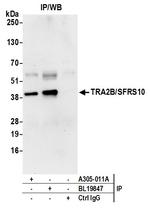 TRA2B/SFRS10 Antibody in Immunoprecipitation (IP)