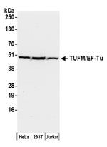 TUFM/EF-Tu Antibody in Western Blot (WB)