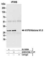 H1F0/Histone H1.0 Antibody in Immunoprecipitation (IP)