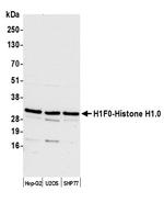 H1F0/Histone H1.0 Polyclonal Antibody