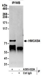 HMGXB4/HMG2L1 Antibody in Immunoprecipitation (IP)