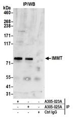 IMMT/Mitofilin Antibody in Immunoprecipitation (IP)