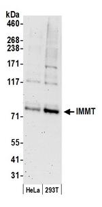 IMMT/Mitofilin Polyclonal Antibody