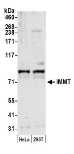 IMMT/Mitofilin Polyclonal Antibody