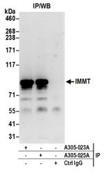 IMMT/Mitofilin Antibody in Immunoprecipitation (IP)