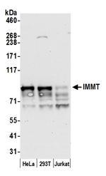 IMMT/Mitofilin Polyclonal Antibody