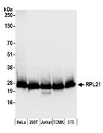 RPL21/Ribosomal Protein L21 Polyclonal Antibody