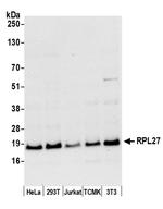 RPL27/Ribosomal Protein L27 Polyclonal Antibody