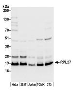 RPL27/Ribosomal Protein L27 Polyclonal Antibody