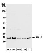 RPL27/Ribosomal Protein L27 Polyclonal Antibody