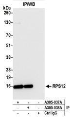 RPS12/Ribosomal Protein S12 Antibody in Immunoprecipitation (IP)