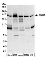 RIMS1/RIM1 Polyclonal Antibody