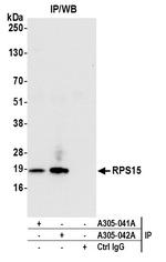 RPS15/Ribosomal Protein S15 Antibody in Immunoprecipitation (IP)