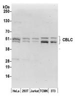 CBLC/CBL-3 Polyclonal Antibody