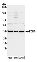 FDPS Polyclonal Antibody